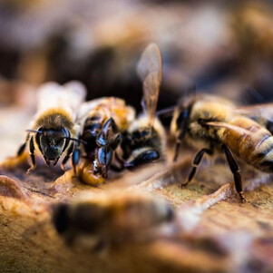 Tasmanian Honey (Eucalyptus) 500g (Exp 12/2024) Ready Stock in Malaysia!